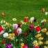 Kwiaty na trawniku: photoshop lub rzeczywistość?